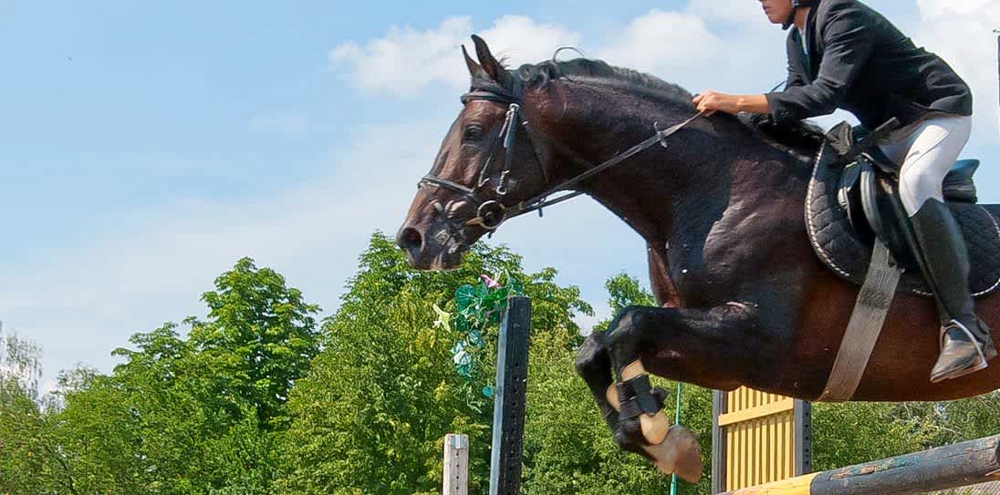 Equestrian Tickets Stubhub