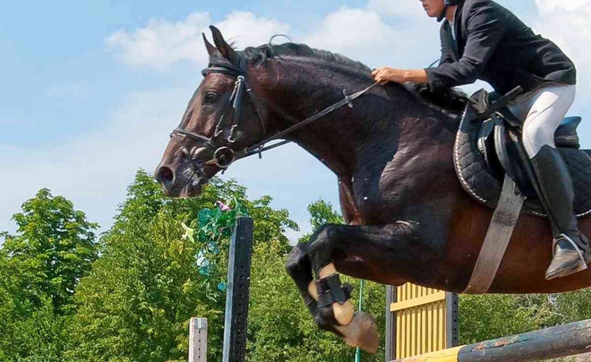 Canadian Show Jumping Championship Tickets in Toronto | StubHub