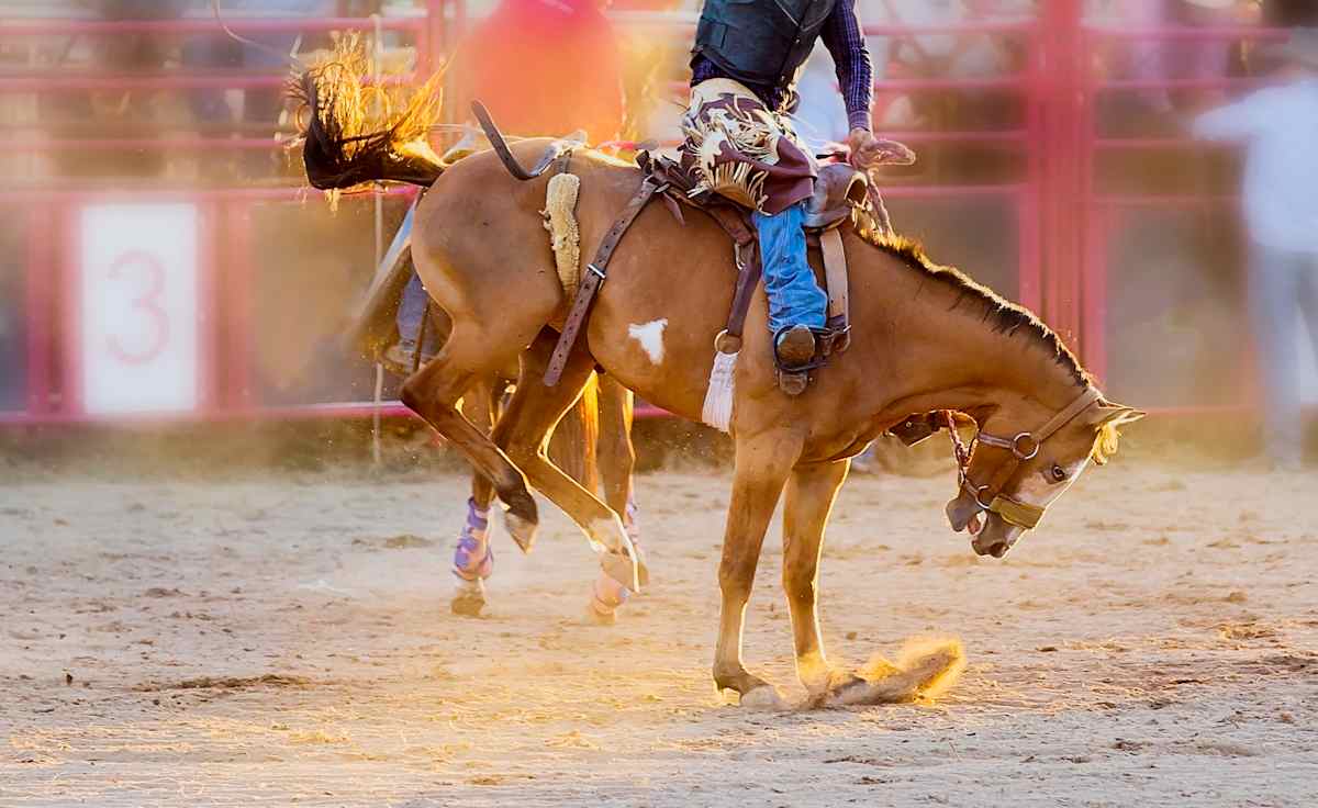 Nacogdoches Pro Rodeo