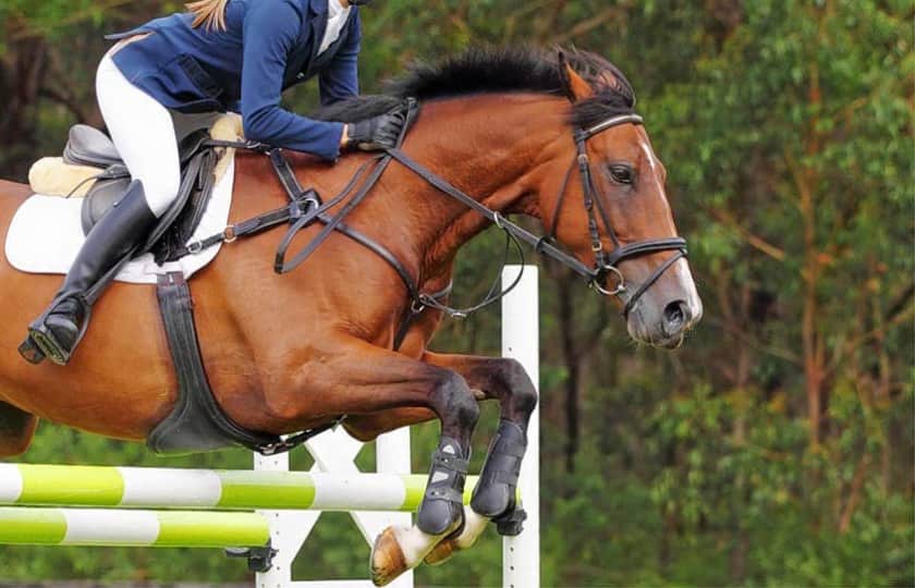 Tennessee Walking Horse National Celebration Tickets StubHub