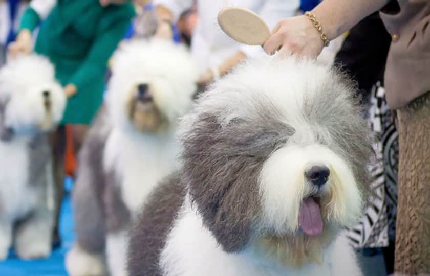 Westminster Dog Show Tickets StubHub