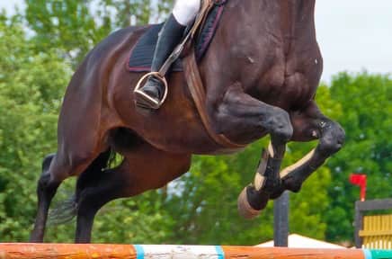 Central Park Horse Show Tickets Stubhub