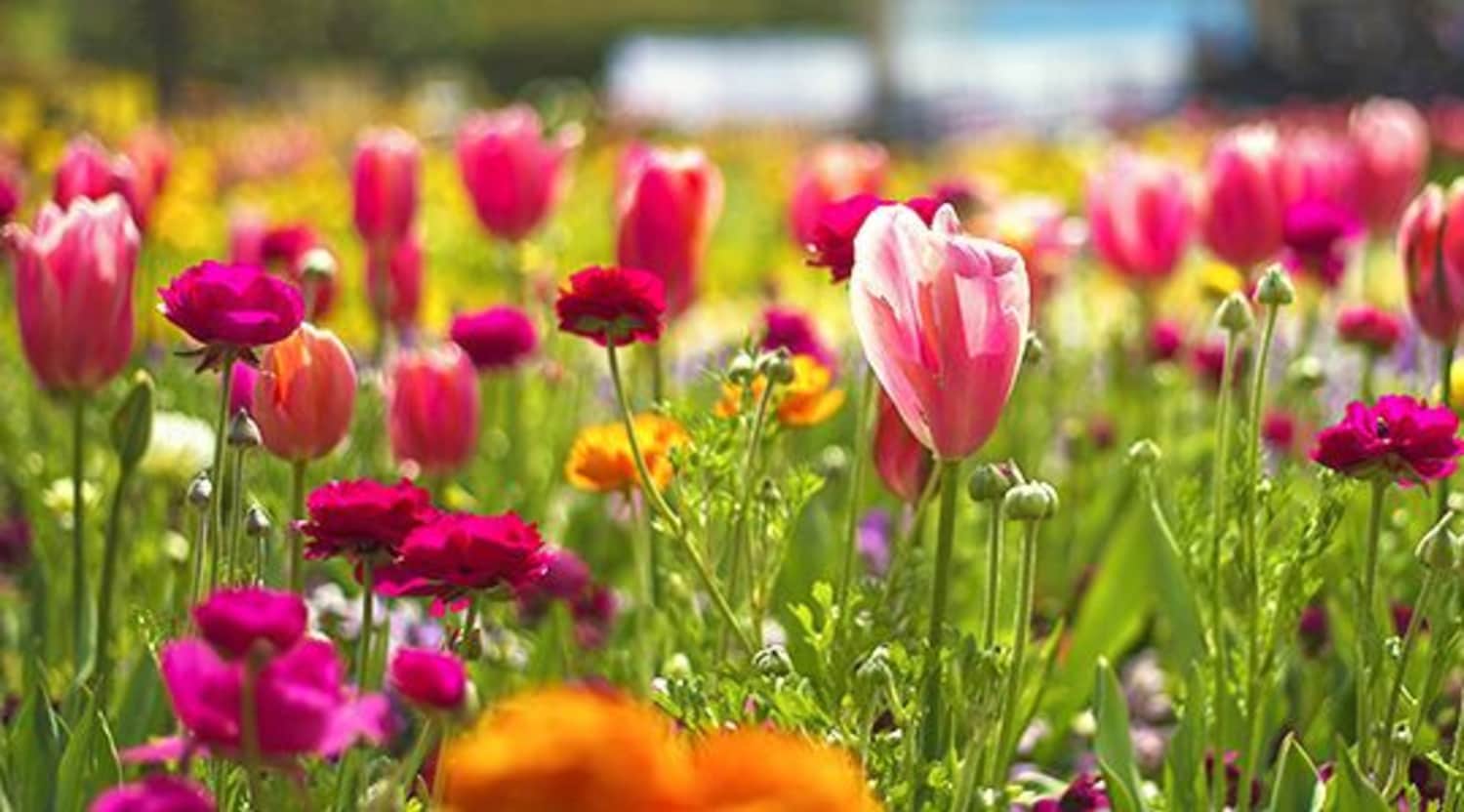 Chelsea Flower Show Tickets Stubhub Uk