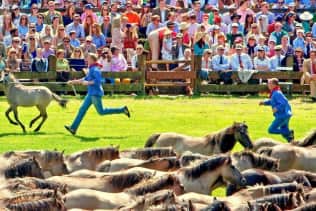  Tickets für Wildpferdefang Wildpferdebahn Dülmen 