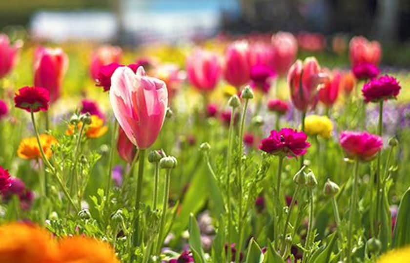 RHS Chelsea Flower Show Tickets viagogo