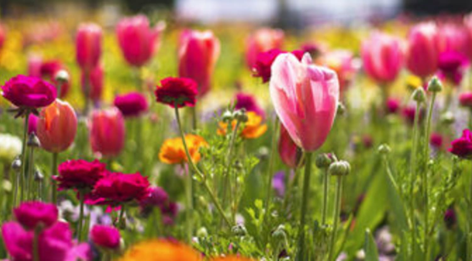 chelsea flower show tickets - chelsea flower show tickets on stubhub!