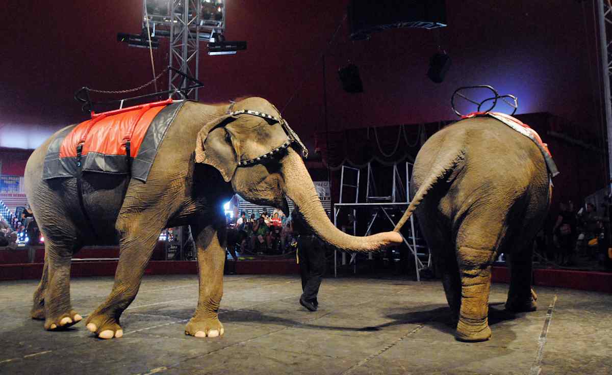 El Korah Shrine Circus