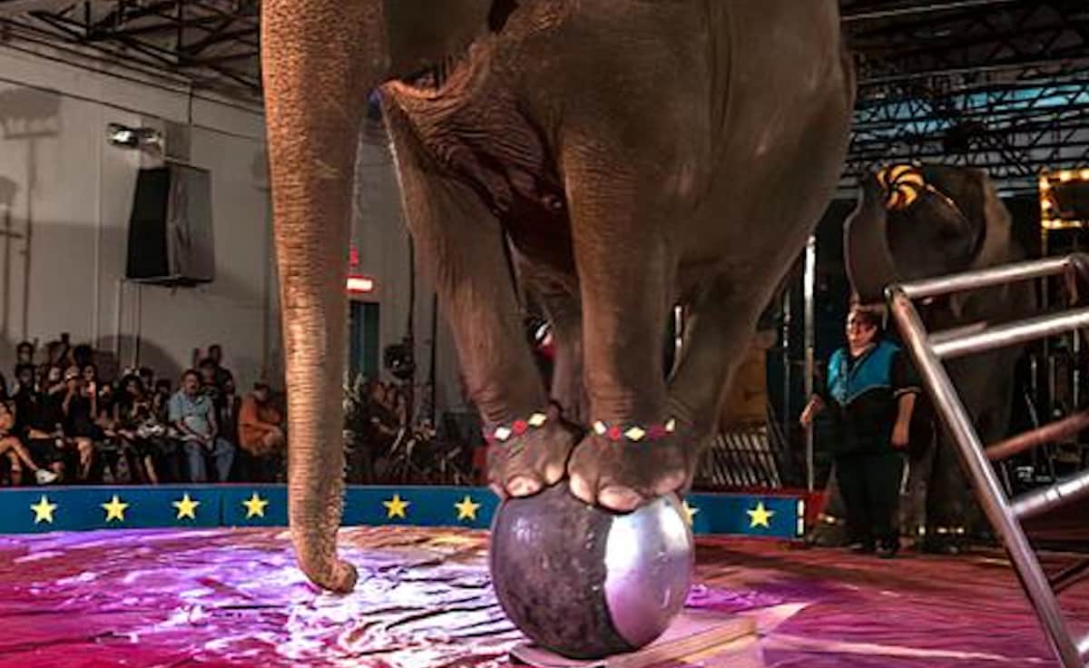 Loomis Bros. Circus
