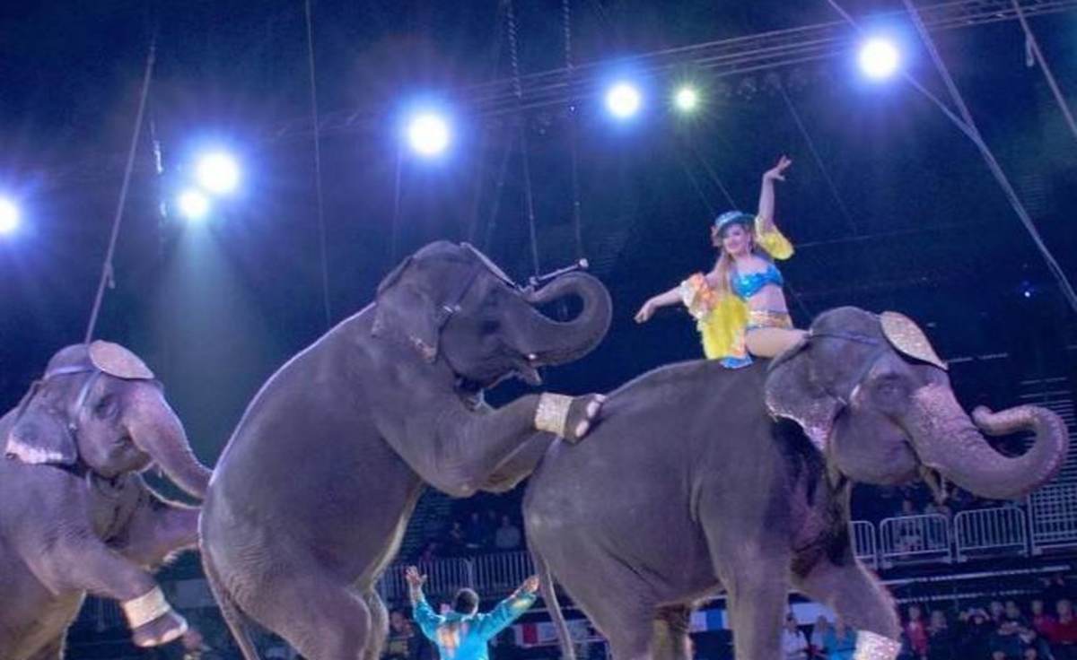 Circus Spectacular