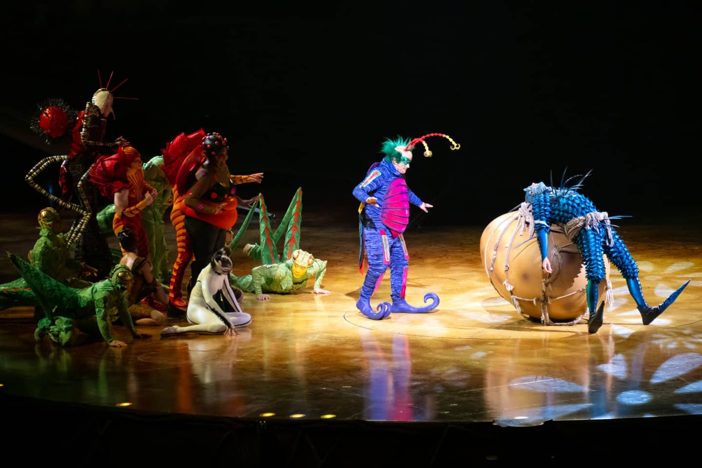 Cirque du Soleil OVO Tour Tickets Buy or Sell Tickets for Cirque