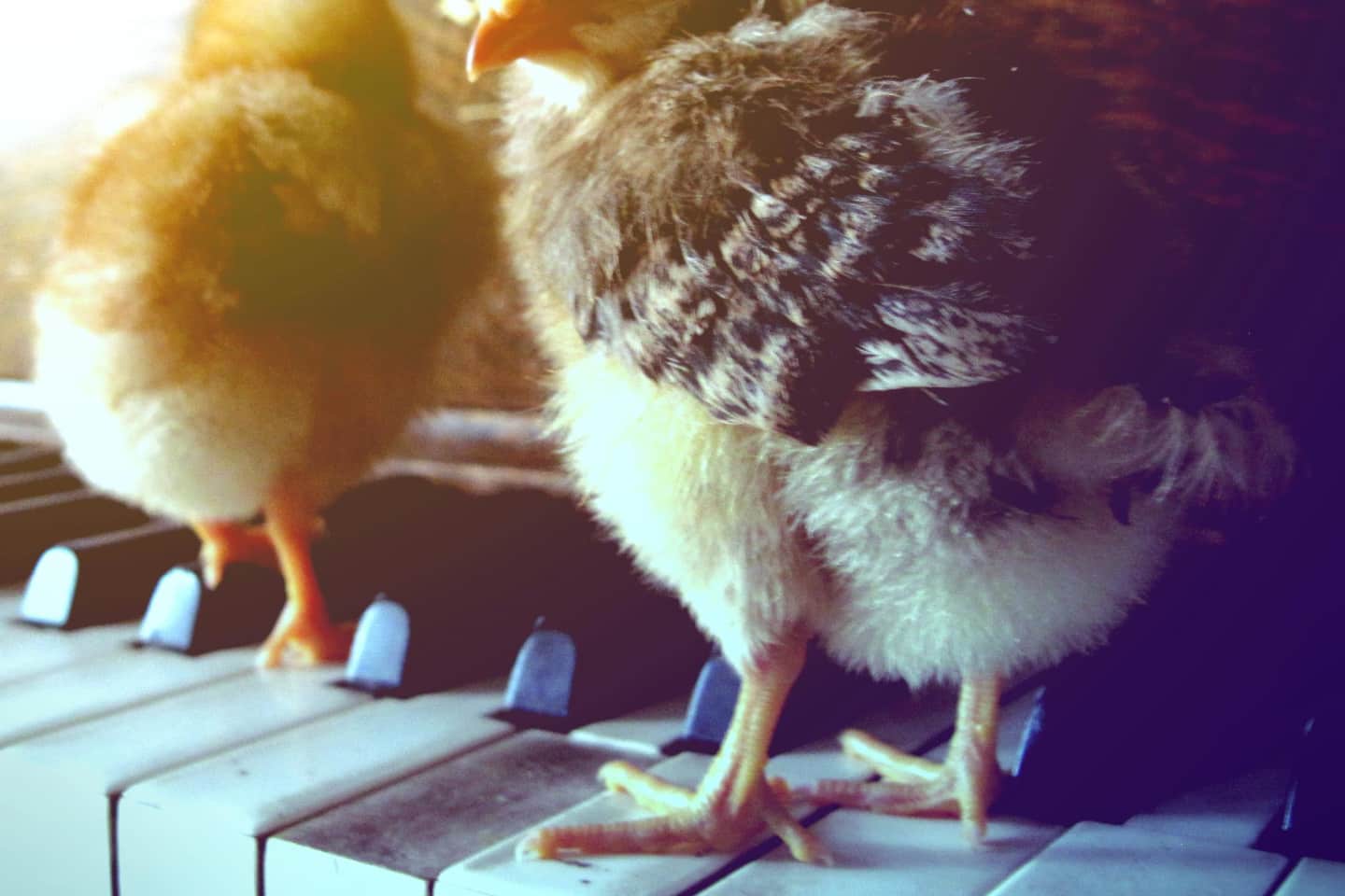 ตั๋ว Summer Salt Summer Salt Tour 2024 และบัตรคอนเสิร์ต viagogo