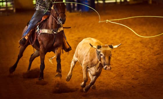 World's Toughest Rodeo
