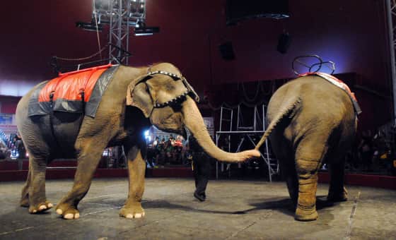 Moslah Shrine Circus