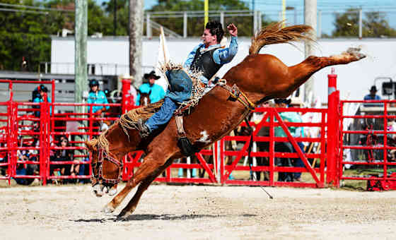 Franklin Stampede Pro Rodeo