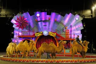 Ringling Bros and Barnum and Bailey Circus